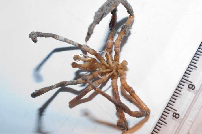 Image of sea spiders