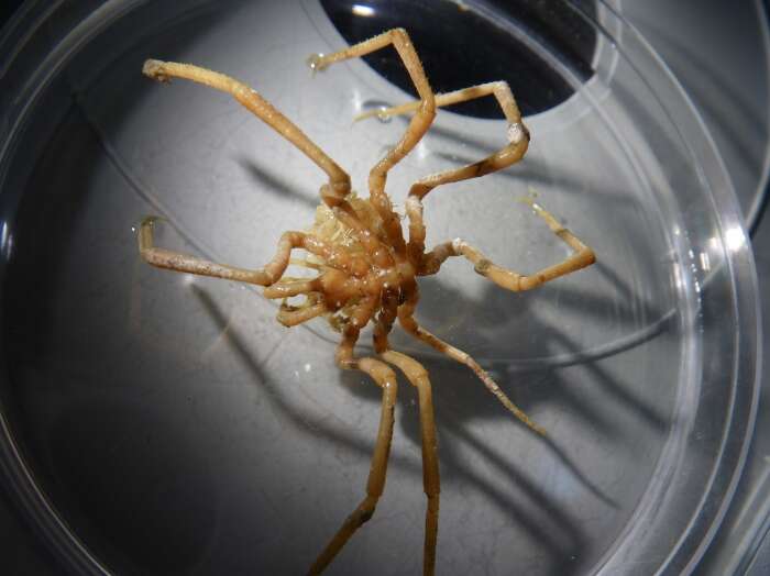 Image of sea spiders