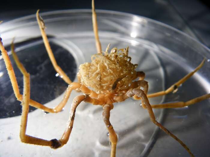 Image of sea spiders