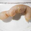 Image of Priapulid worm
