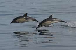 Image of Atlantic Dolphin