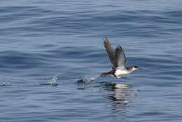 Image of Manx Shearwater