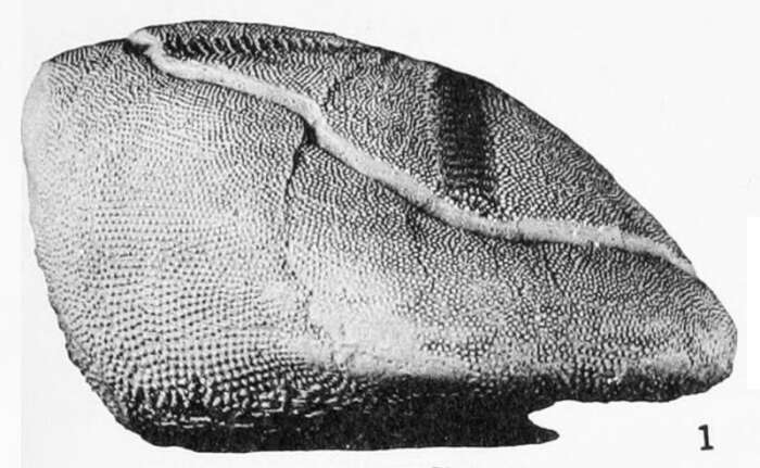 Image of Atelostomata von Zittel 1879
