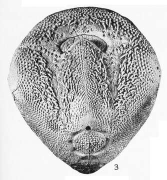 Image of Rhynobrissus A. Agassiz 1872