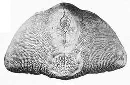 Image of Rhynobrissus cuneus Cooke 1957