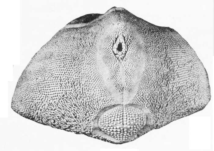 Image of Rhynobrissus cuneus Cooke 1957