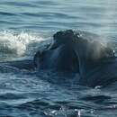 Image of Black Right Whale