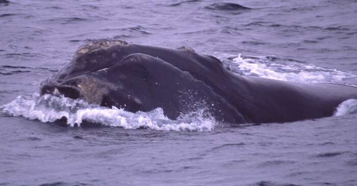 Image of Right whale