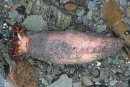 Image of Orange-footed sea cucumber