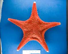 Image of Arctic cushion star