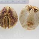 Image of delicate heart sea urchin