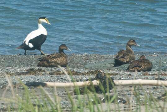 Image of Eider