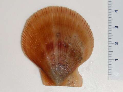 Image of Iceland scallop