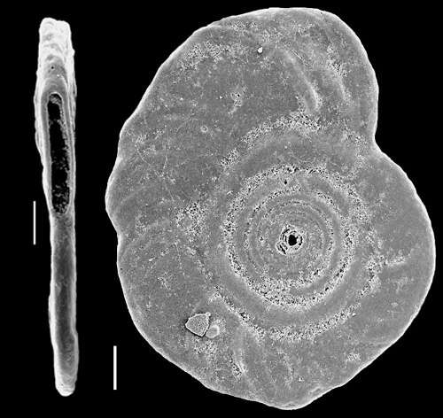 Image of Cornuspira foliacea (Philippi 1844)