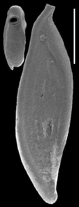 Image of Spirosigmoilina pusilla (Earland 1934)