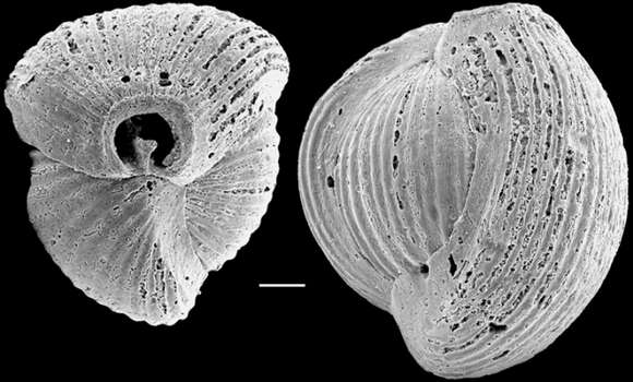 Image of Triloculina striatotrigonula Parr 1941