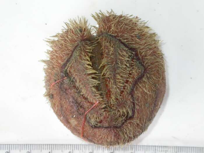 Image of delicate heart sea urchin