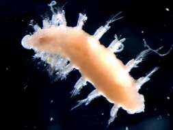 Image of Syllidae