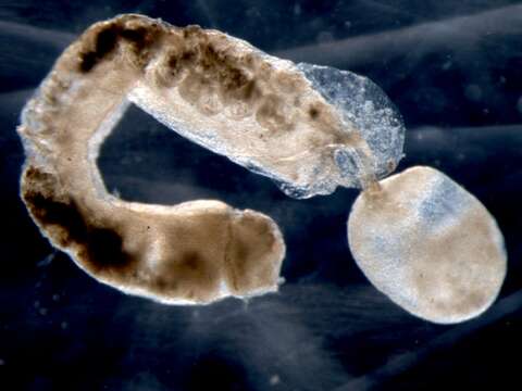 Image of acorn worms