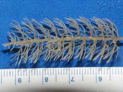 Image of bottle-brush hydroid