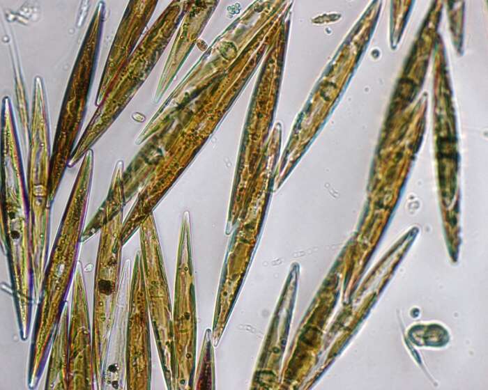 Image of Bacillariophyceae