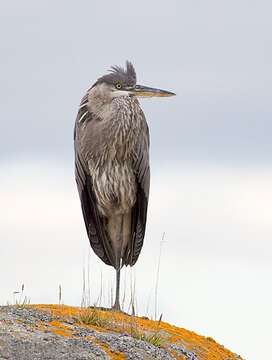 Image of Great Blue Heron