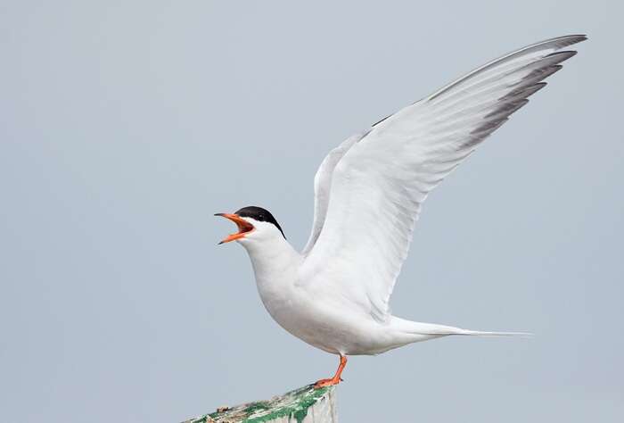 Image of Common Tern