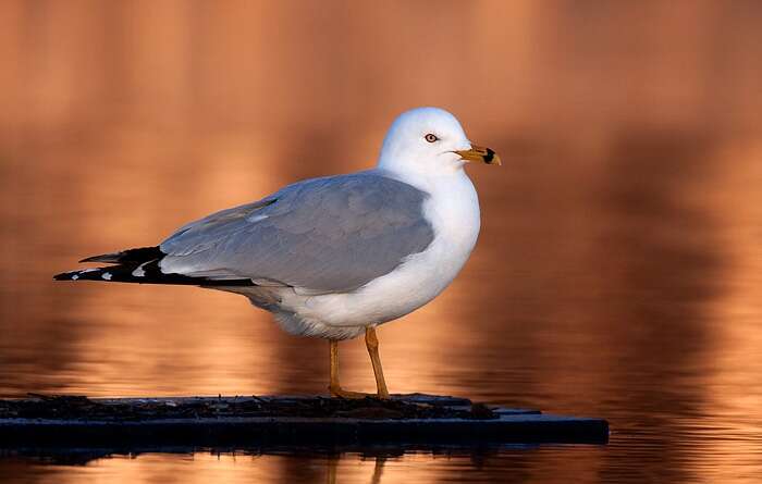 Image of Ring-billed Gull