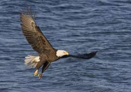 Image of Bald Eagle