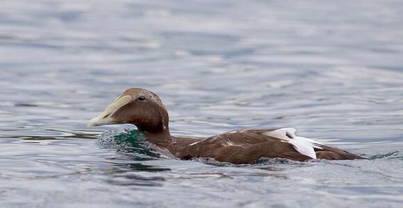 Image of Eider