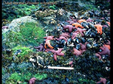 Image of ochre sea star