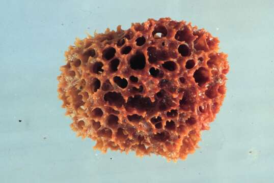 Image of sponges