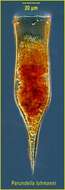 Image of Parundella lohmanni (Joergensen 1924) Kofoid & Campbell 1929