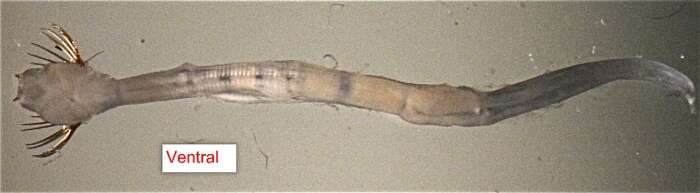 Image of Caecosagitta macrocephala (Fowler 1904)