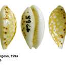 Image of Cribrarula taitae (Burgess 1993)