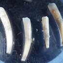 Image of lobate toothshell