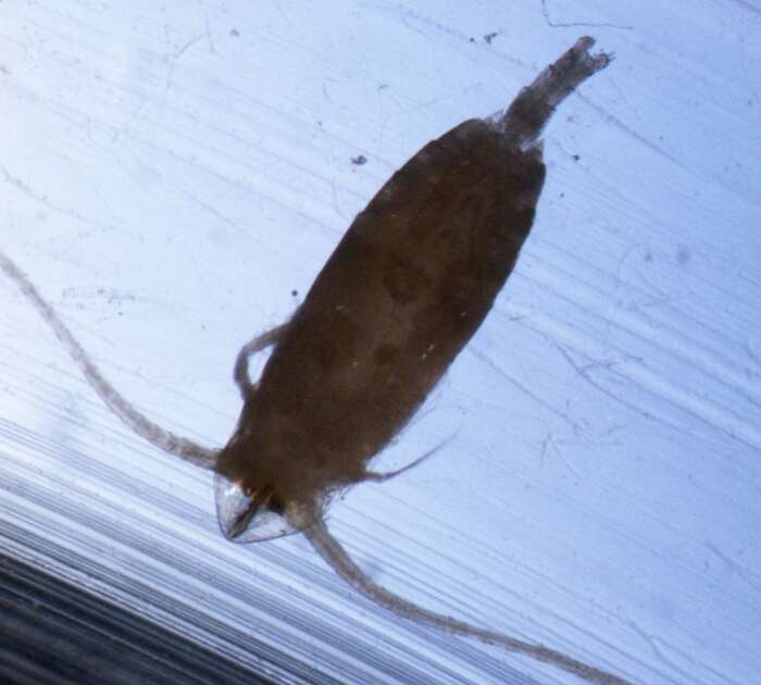 Image of Cephalophanes refulgens Sars G. O. 1907