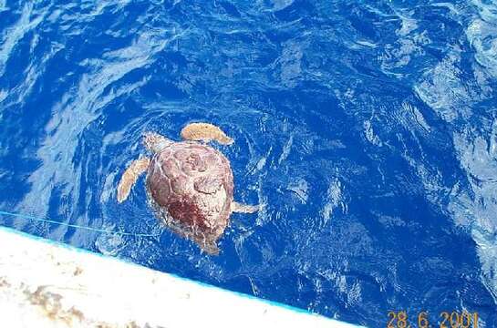 Image of Caretta