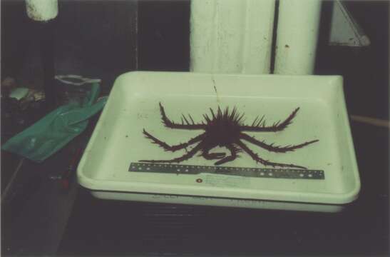 Image of porcupine king crab