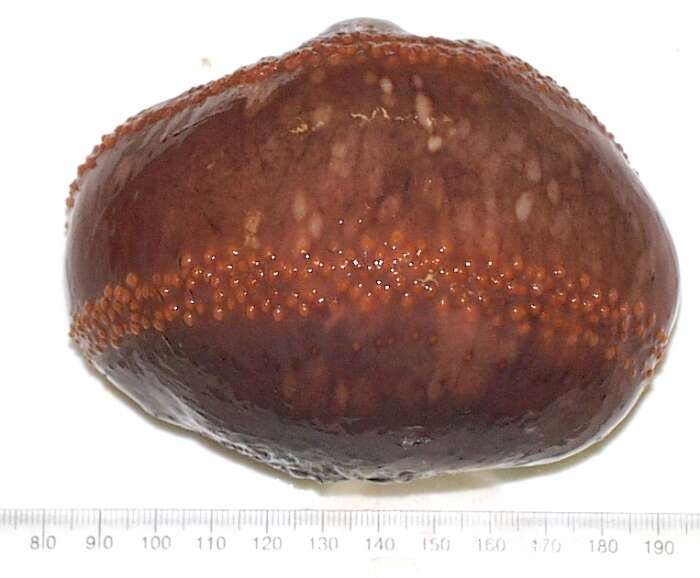 Image of Orange-footed sea cucumber