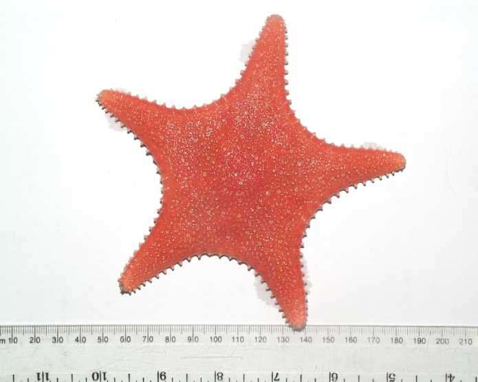 Image of Arctic cushion star