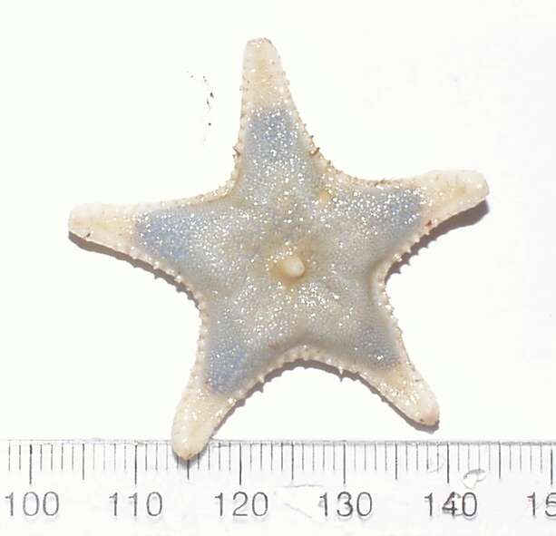 Image of Common mud star