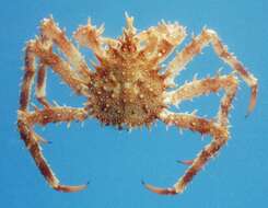 Image of Norway crab