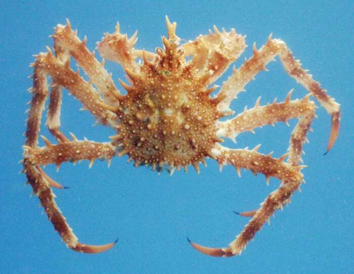 Image of Norway crab