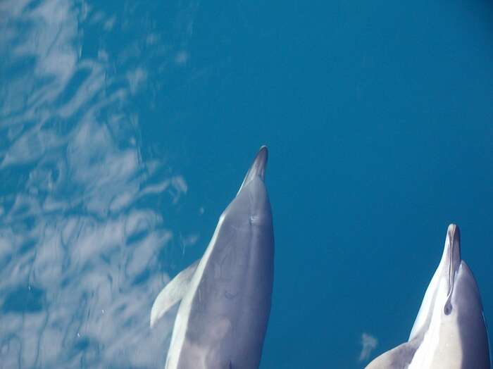 صورة الدلفين المألوف قصير المنقار