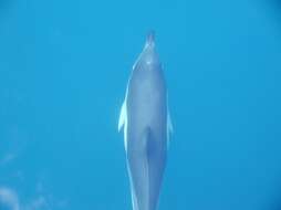 Image of Atlantic Dolphin