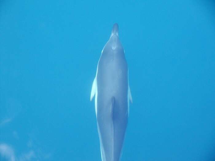 صورة الدلفين المألوف قصير المنقار