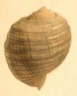 Image of Tonna ampullacea (Philippi 1845)