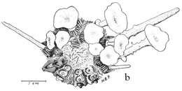 Image of Goniocidaris subgen. Aspidocidaris Mortensen 1928