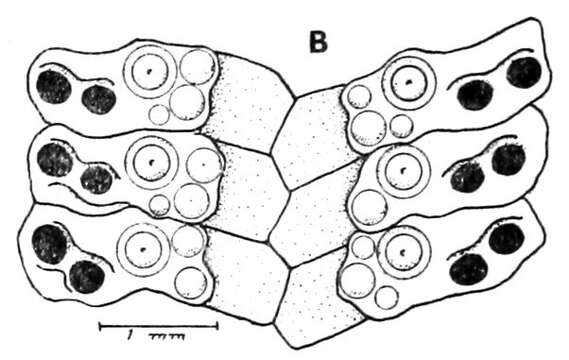 Image of Goniocidaris subgen. Aspidocidaris Mortensen 1928